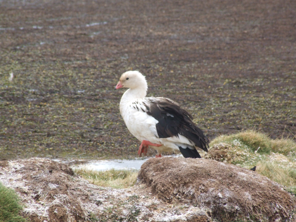 Andean Geese, Cordillera Vilcanota, Peru