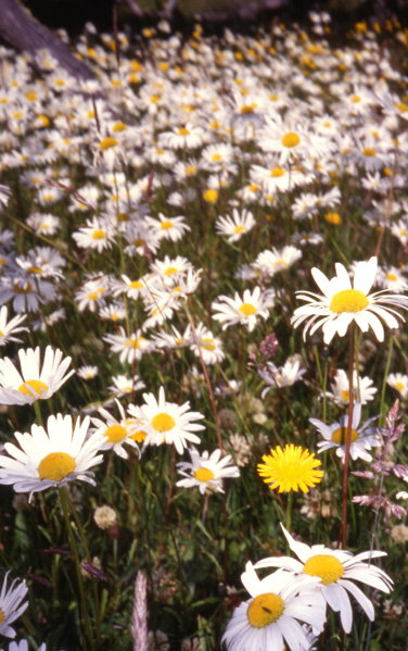 Daisies, Torres del Paine, Patgonia.