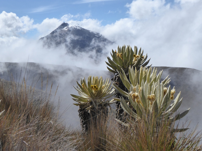 Tolima from the west, as seen form just above Finca Argentina. 