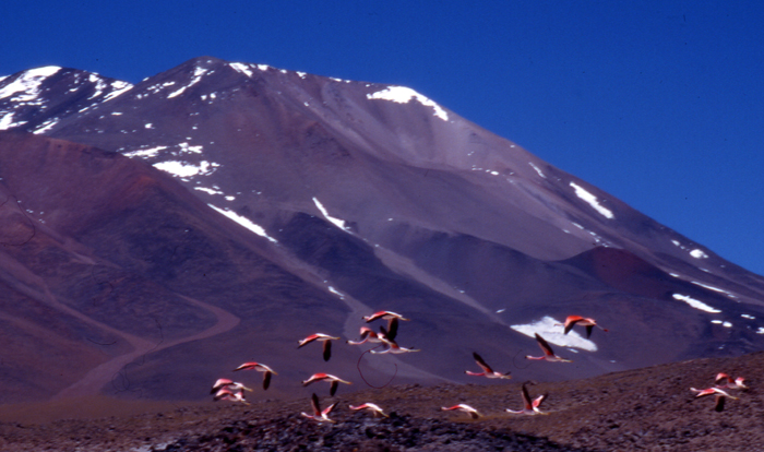 Flamingoes flying beneath San Francisco, Puna de Atacama